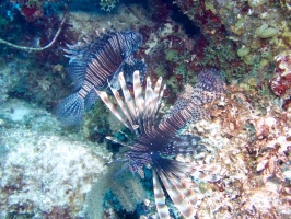 Lionfish IMG 7326